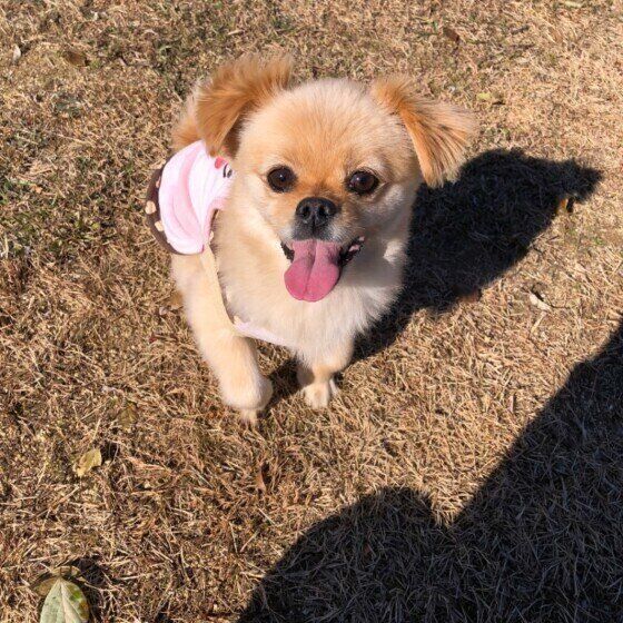笑顔の犬