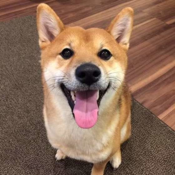 ボールで遊んでほしい柴犬