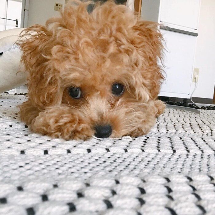 ころんちゃん