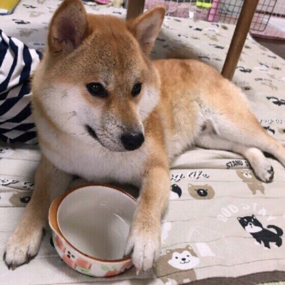 ごはん完食!柴のぽんたくん♪