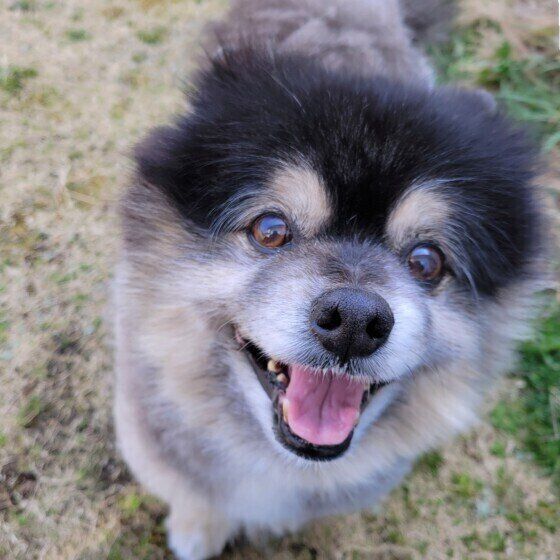 ポメラニアンのポン太くん（当時14才）