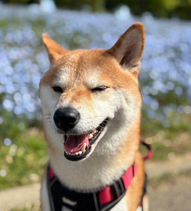 お出かけを楽しむもなかまるちゃん