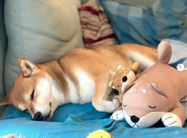 ぐっすり眠るHanaちゃん
