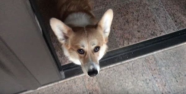 見つめるコーギー