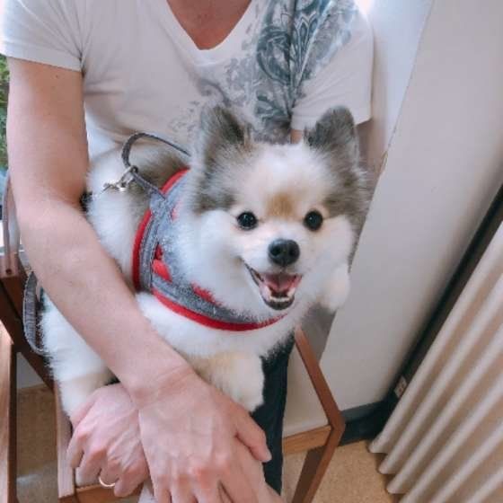 動物病院の待合室の犬