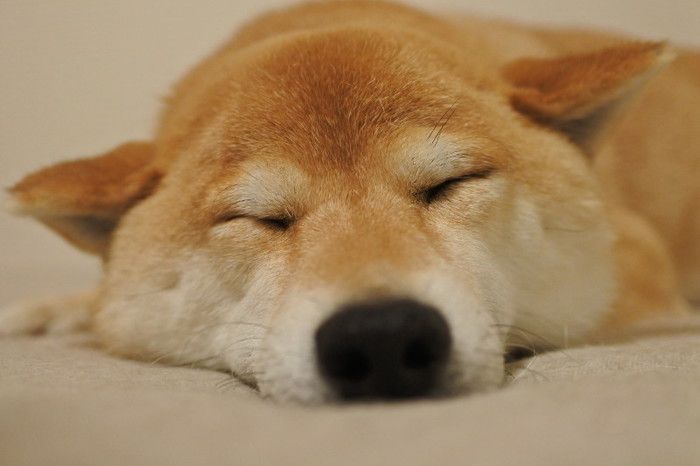 すやすやすー