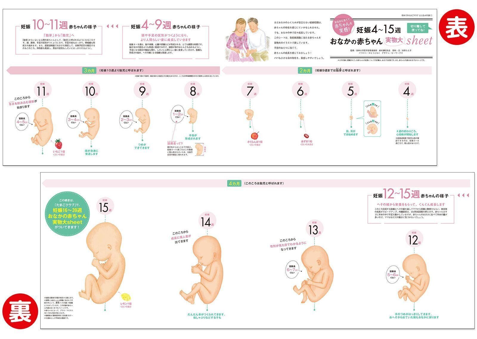 【とじ込み付録】妊娠4～15週 おなかの赤ちゃん 実物大シート