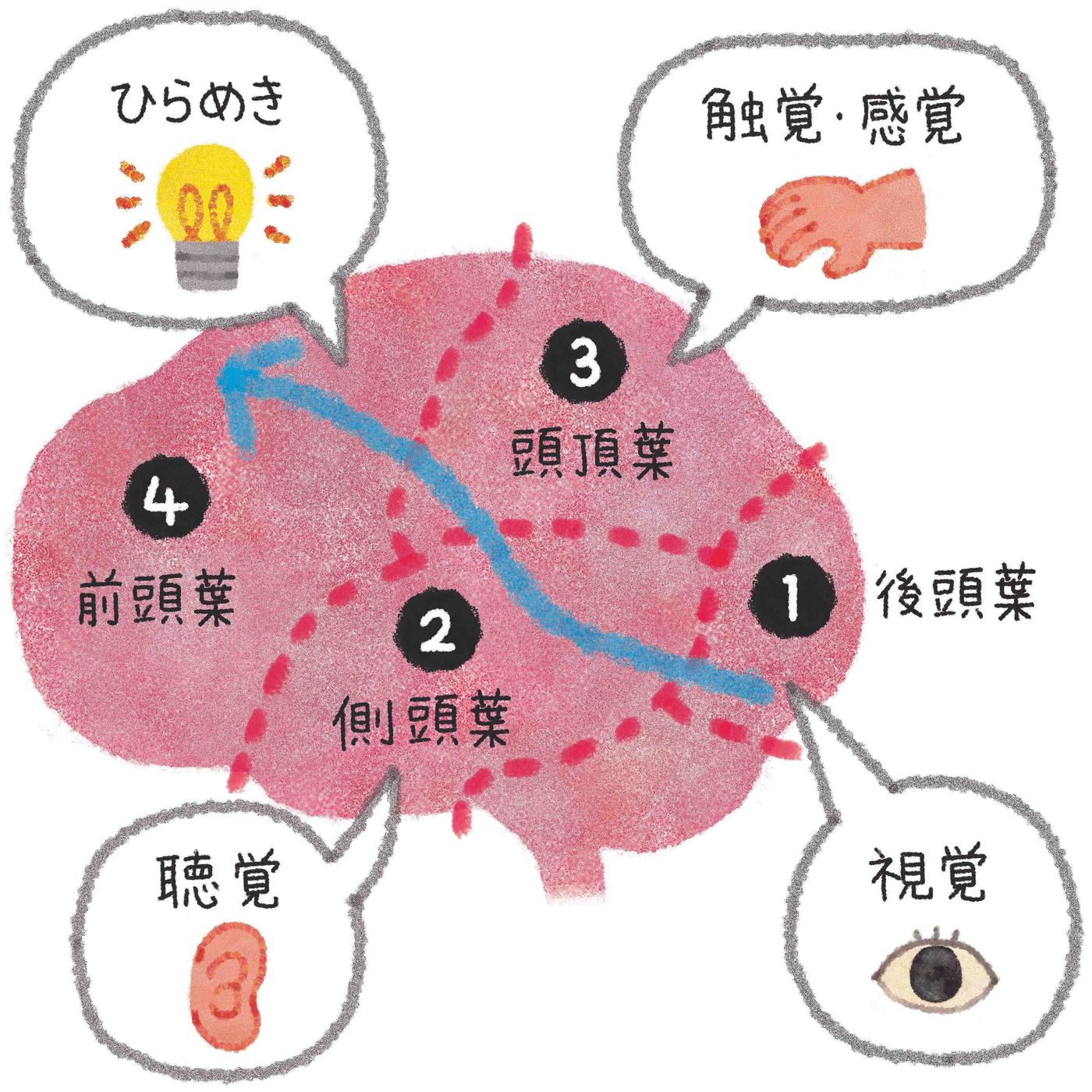 子どもの脳は3歳までに約90 ができあがる 0 6才まで 脳の発達時期に合わせたかかわり方 たまひよ 子どもの脳は3歳までに約90 ができあがる 0 6才まで 脳の発達時期に合わせたかかわり方 たまひよ