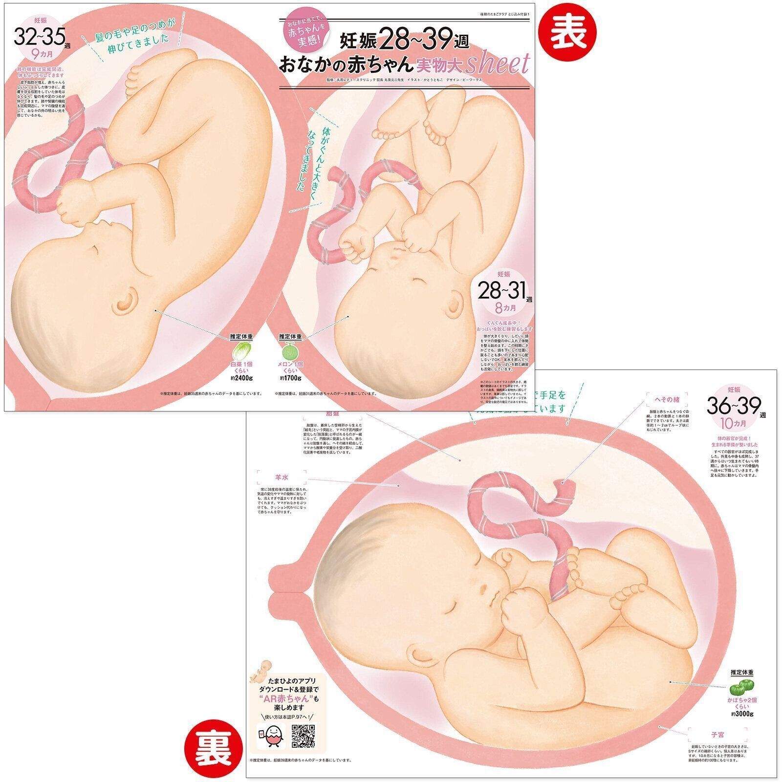 【とじ込み付録】妊娠28～39週おなかの赤ちゃん実物大sheet