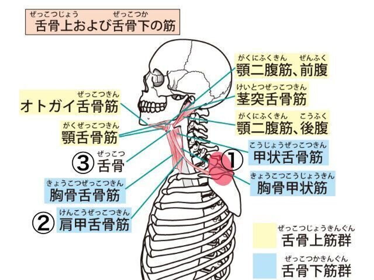 お口ぽかん の子は感染症にかかりやすい 抱っこの仕しかたに注意して 専門家 たまひよ お口ぽかん の子は感染症にかかりやすい 抱っこの仕しかたに注意して 専門家 たまひよ
