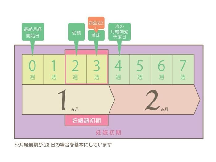 妊娠週数は最終月経日開始日を0週0日として数え、生理予定日から1週間後が妊娠5週にあたります。