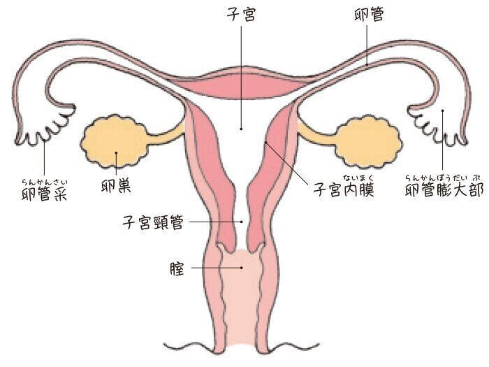 専門家に聞く妊活基礎知識 女性の体 や 女性性器 のこと知っていますか たまひよの妊活