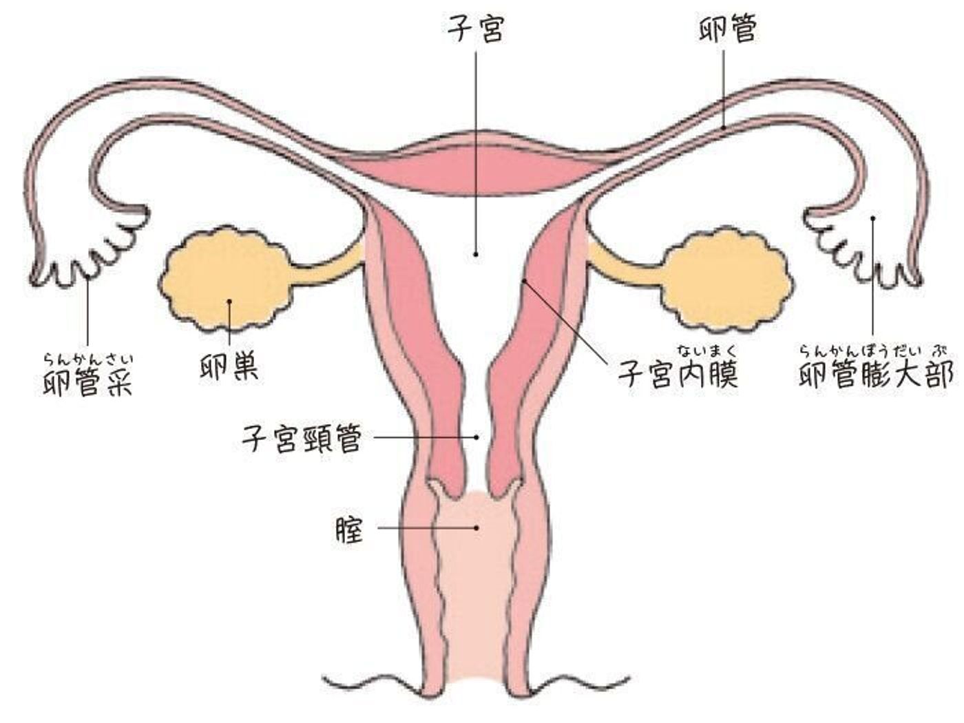 専門家に聞く妊活基礎知識 女性の体 や 女性性器 のこと知っていますか たまひよの妊活 専門家に聞く妊活基礎知識 女性の体 や 女性性器 のこと知っていますか たまひよの妊活