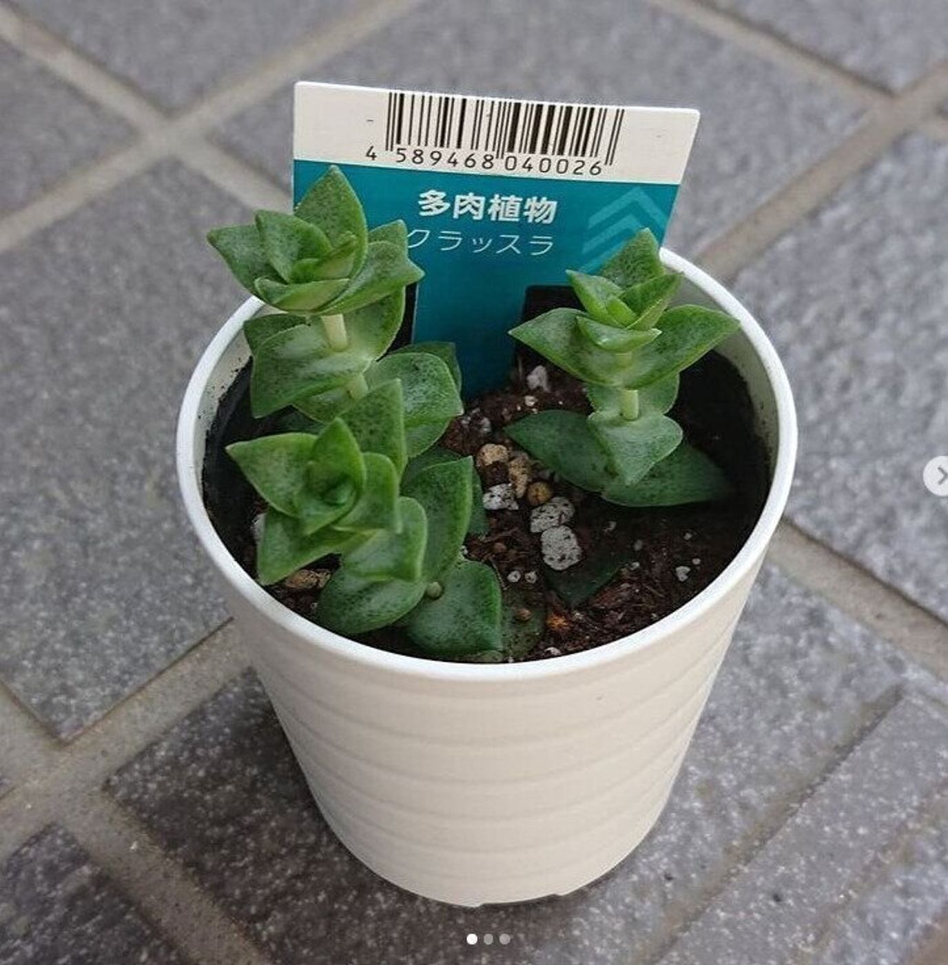 話題 ダイソーのオシャレな植物 グリーンで生活に癒しを たまひよ 話題 ダイソーのオシャレな植物 グリーンで生活に癒しを たまひよ