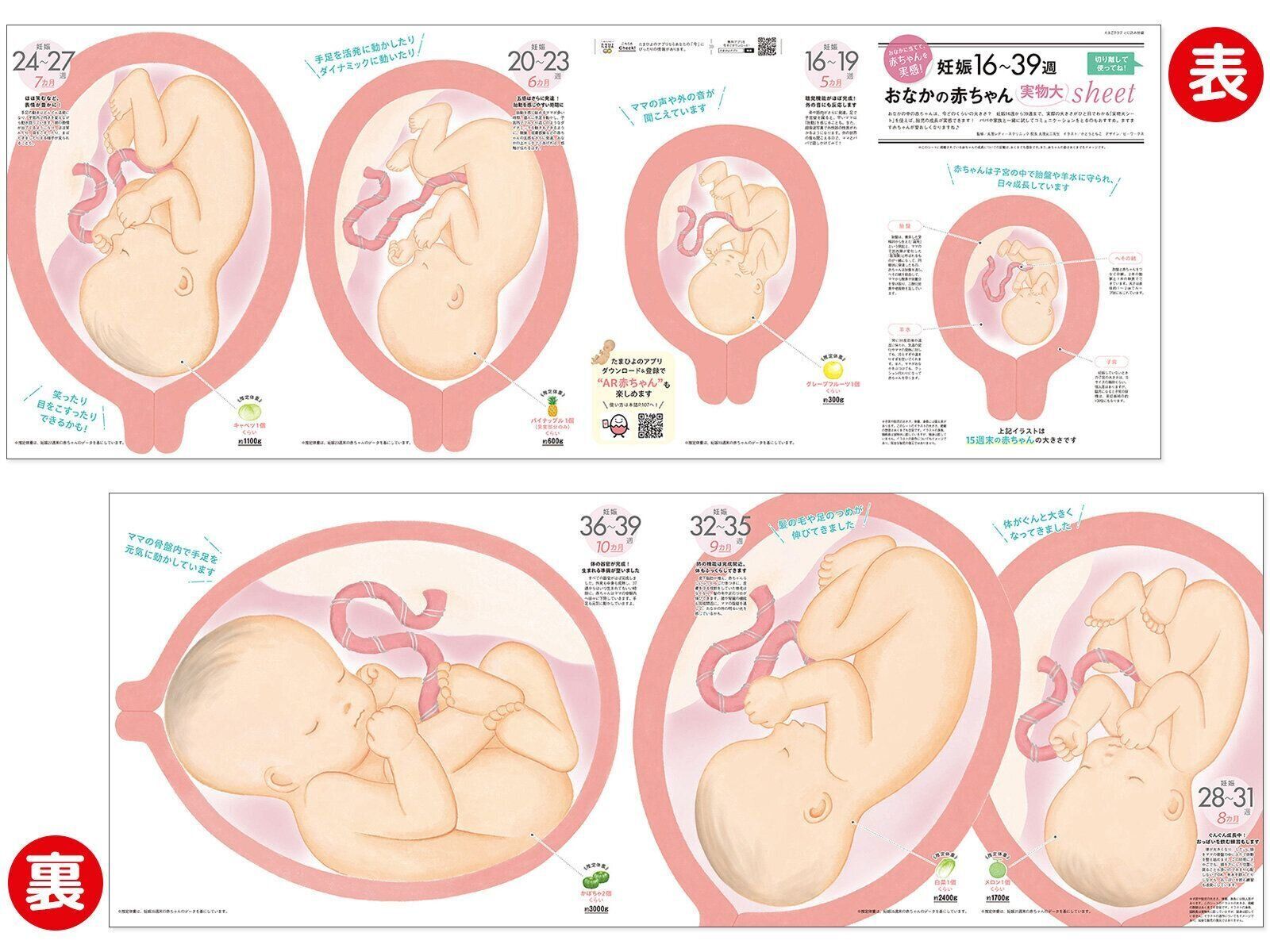 【とじ込みシート②】妊娠16～39週 おなかの赤ちゃん実物大sheet