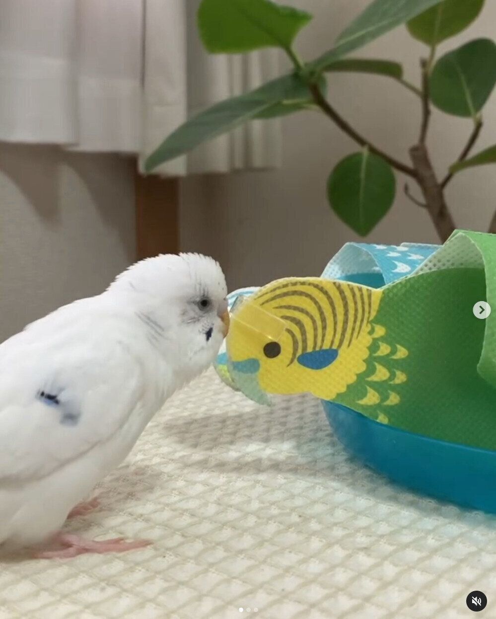 出典：Instagramアカウント「megu_cherin0823」