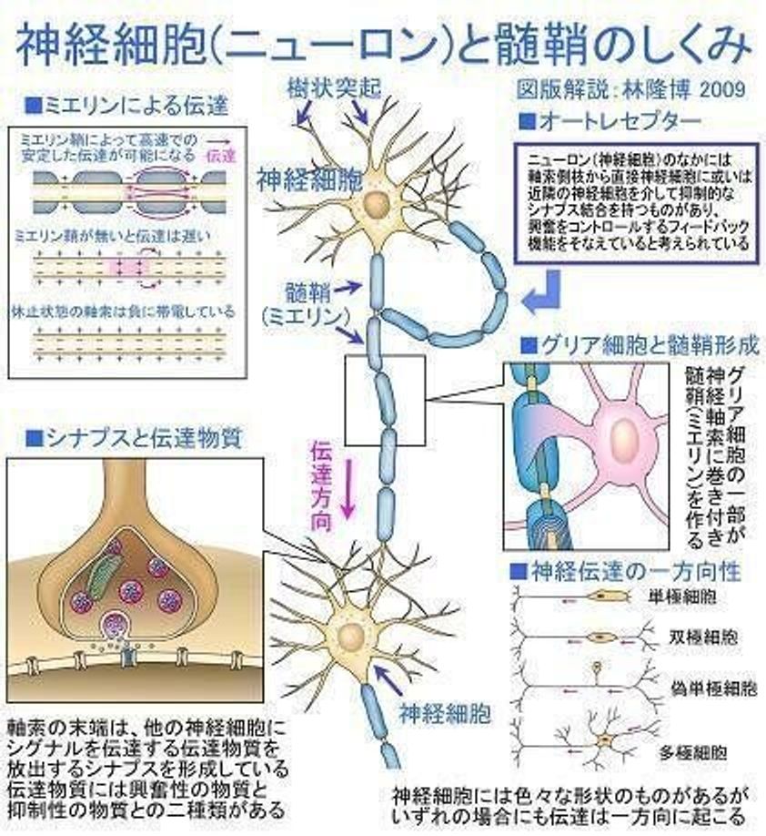 脳は6才までに95 ができあがる 小児科医に聞いた子どもの脳を育てる3原則 たまひよ