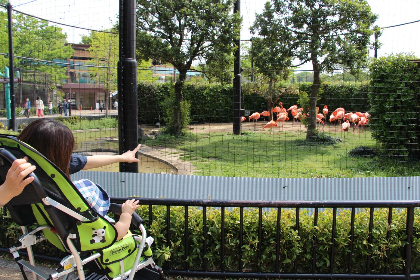 生後7ヶ月 瑛大くんの上野動物園デビューに密着 リアル赤ちゃん連れガイド たまひよ 生後7ヶ月 瑛大くんの上野動物園デビューに密着 リアル赤ちゃん連れガイド たまひよ