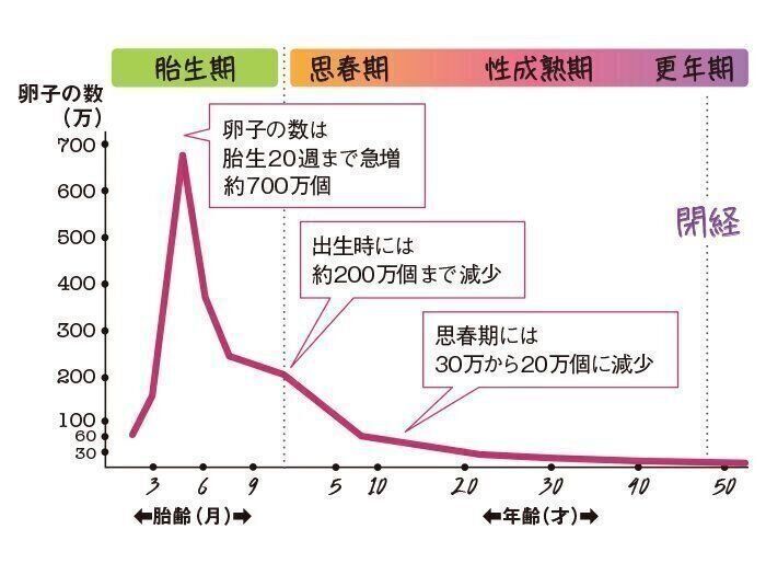 出生時には約200万個まで減少する卵子。卵子の残りが1000個程度になると閉経します