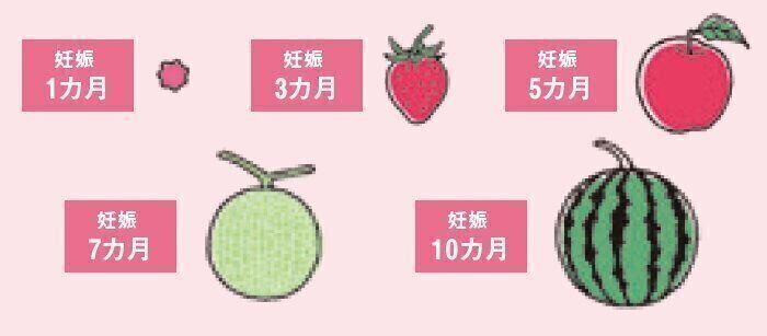 着床後の胎児の大きさイメージ