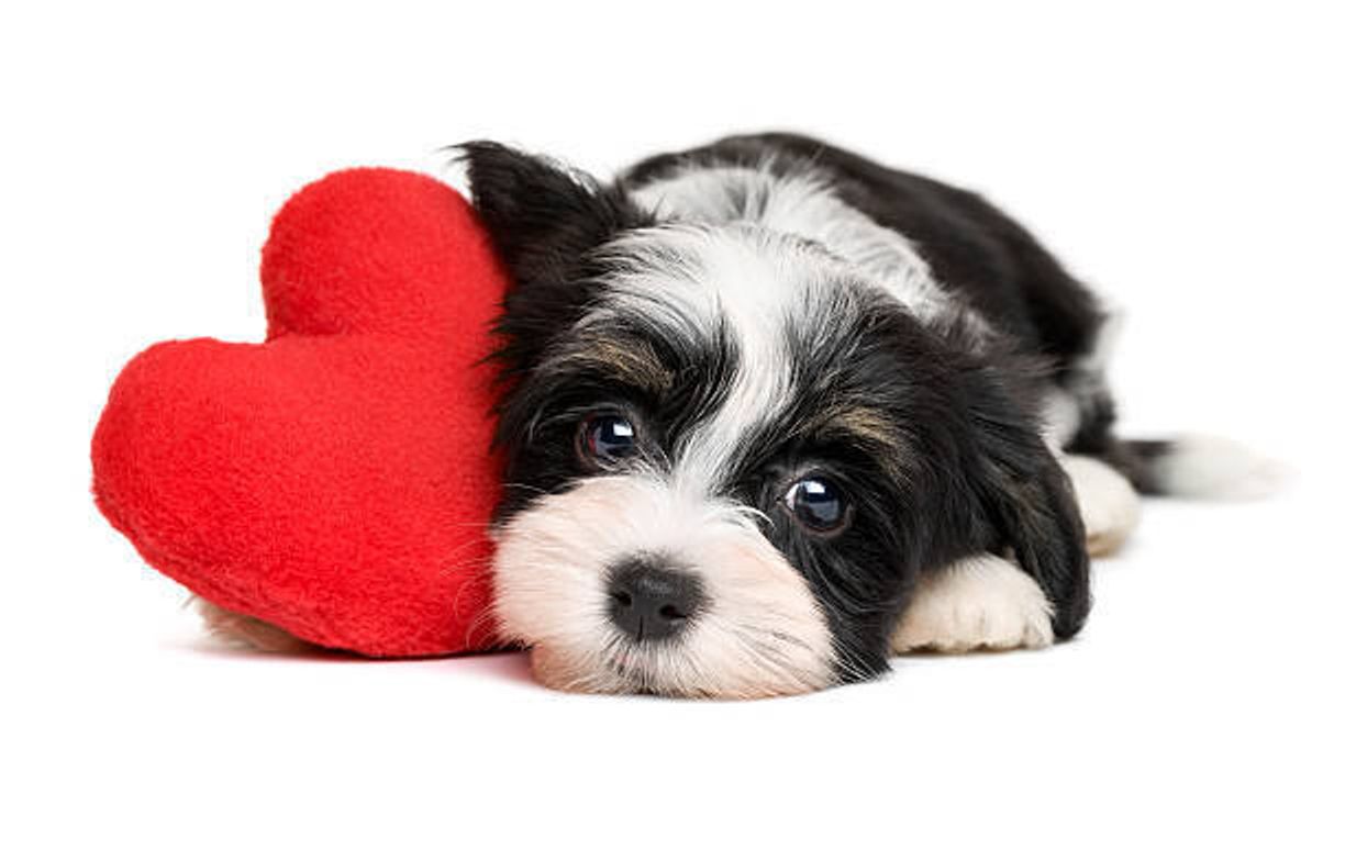 ペットを飼いたい 犬を飼うメリット デメリット たまひよ ペットを飼いたい 犬を飼うメリット デメリット たまひよ