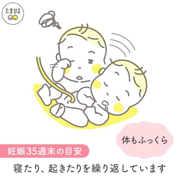 妊娠9ヶ月(32~35週)の赤ちゃん