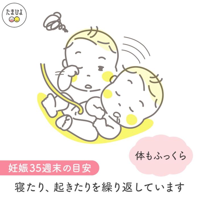 妊娠9ヶ月(32~35週)の赤ちゃん