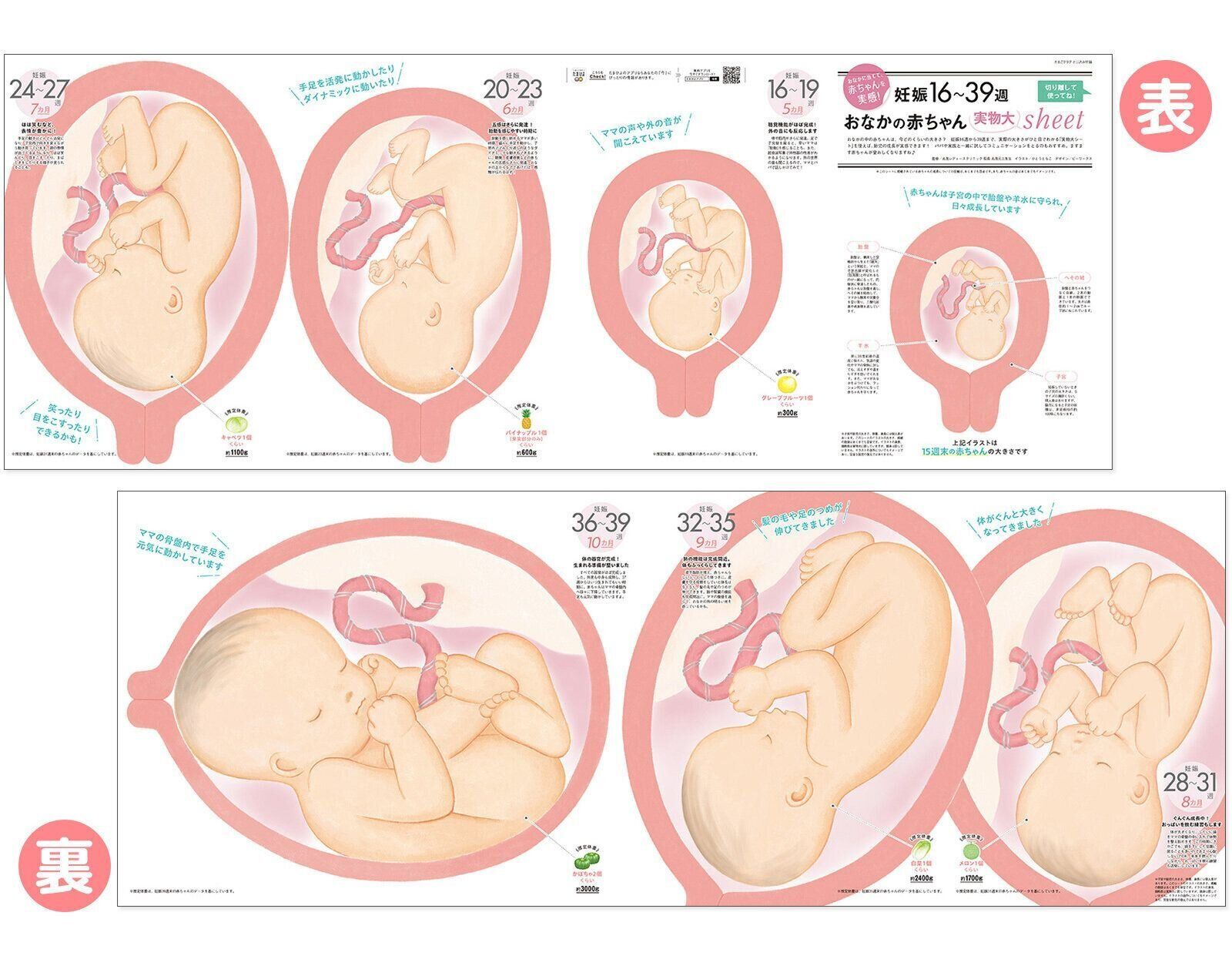 【とじ込みシート②】妊娠16～39週 おなかの赤ちゃん実物大sheet