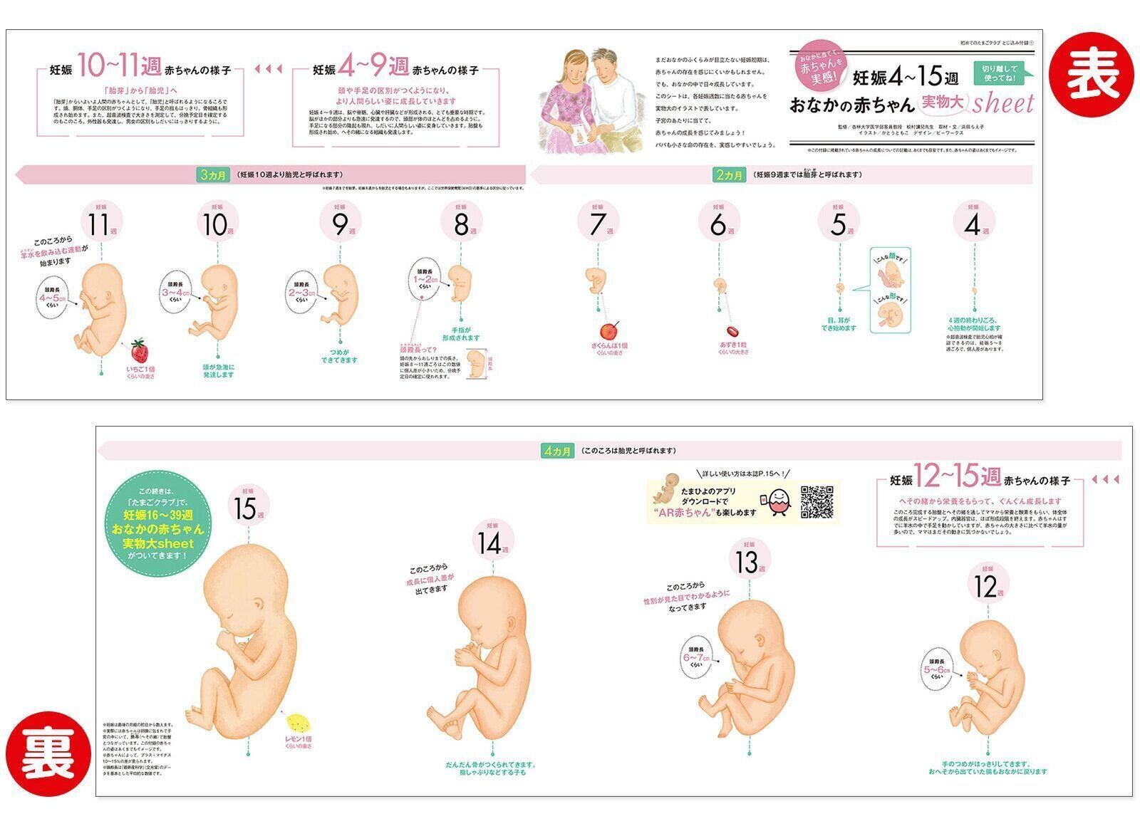 【とじ込み付録】妊娠4～15週 おなかの赤ちゃん 実物大シート