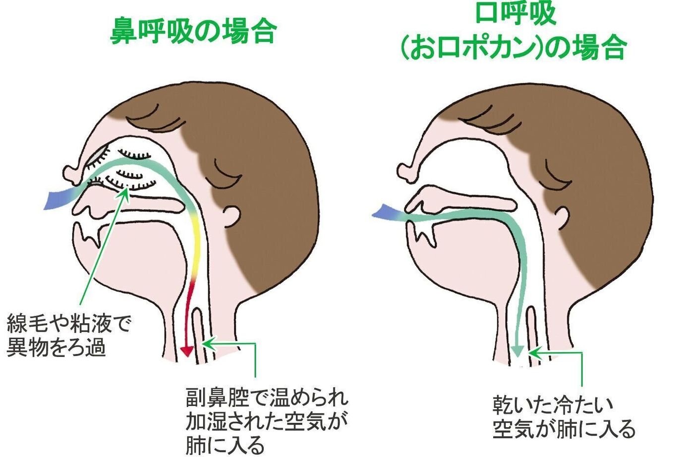 ほおっておくと怖い お口ポカン 親子で楽しく実践できる年齢別の対策 教えます 専門家監修 たまひよ ほおっておくと怖い お口ポカン 親子で楽しく実践できる年齢別の対策 教えます 専門家監修 たまひよ