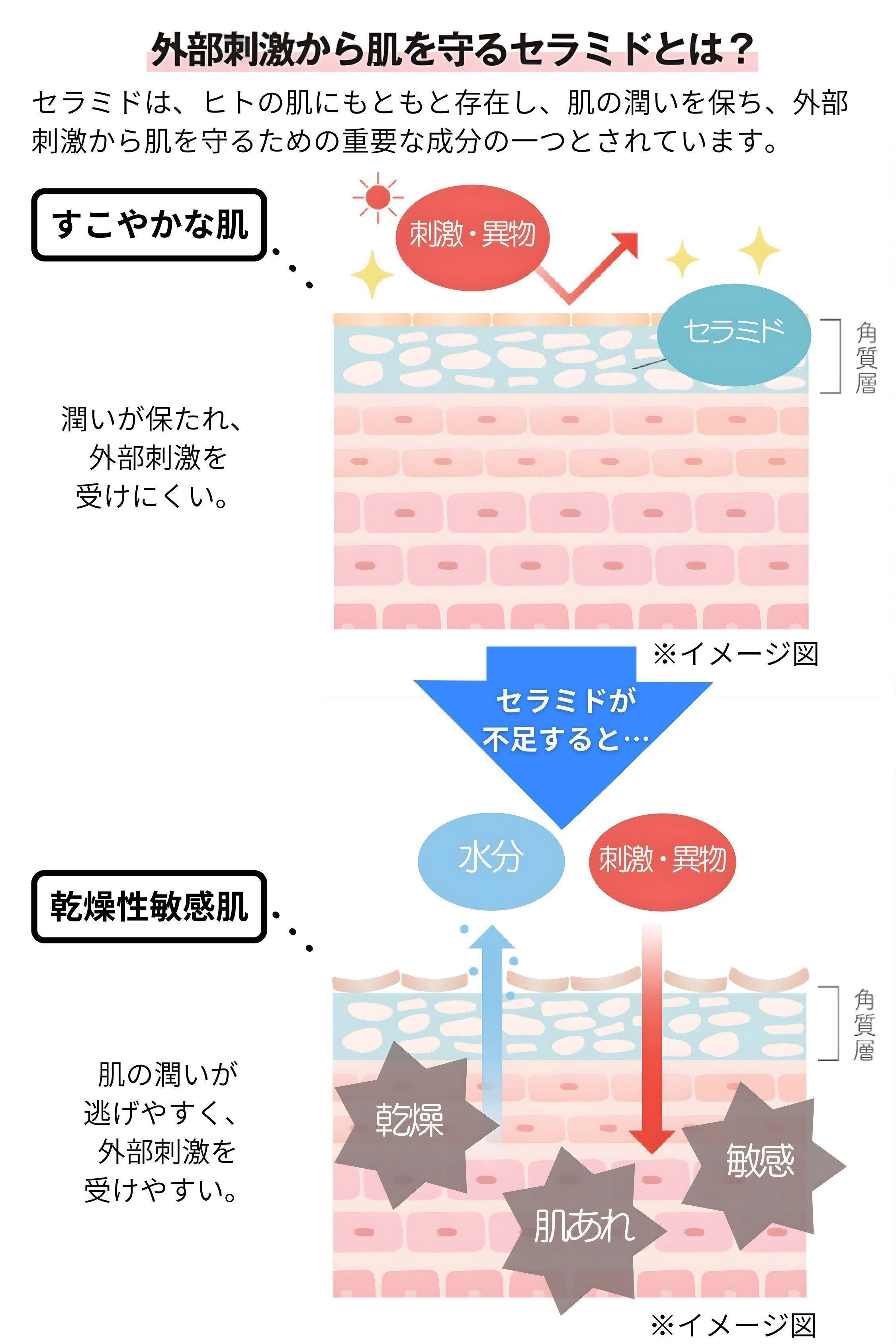 外部刺激から肌を守るセラミドとは？