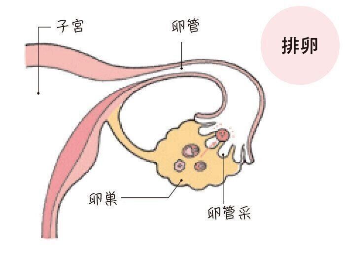 妊娠のステップ１：排卵のしくみ