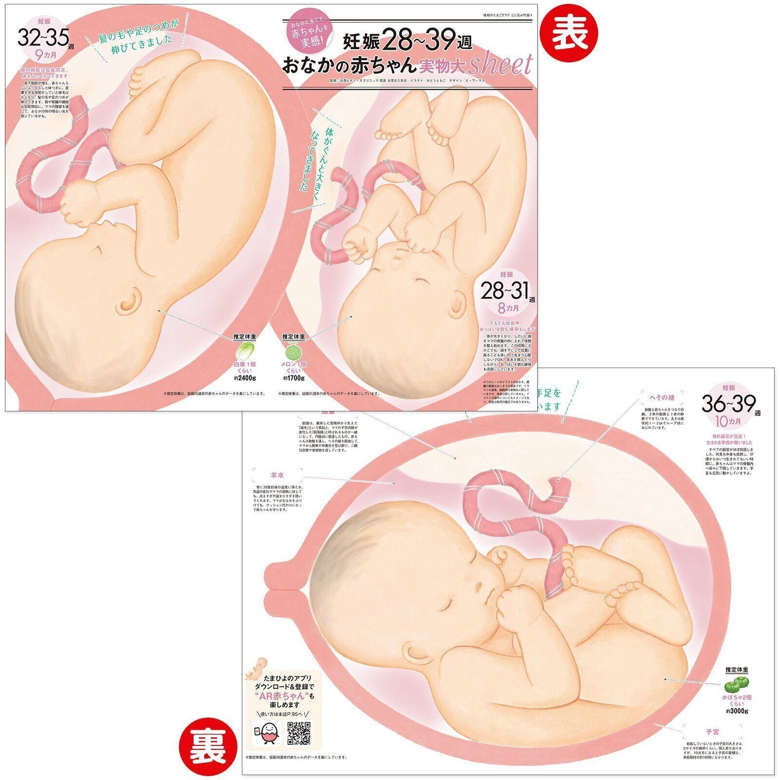 【とじ込み付録】妊娠28～39週おなかの赤ちゃん実物大sheet