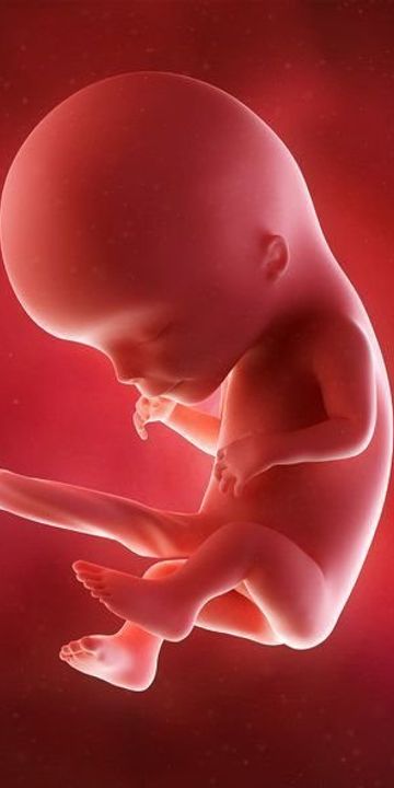 医師監修 羊水の役割と 羊水の量 濁りなどによって起きるトラブル たまひよ 医師監修 羊水の役割と 羊水の量 濁りなどによって起きるトラブル たまひよ