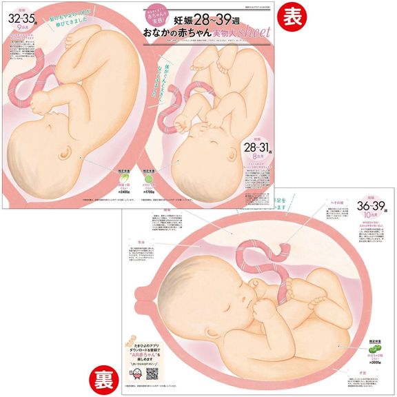【とじ込み付録】妊娠28~39週おなかの赤ちゃん実物大sheet
