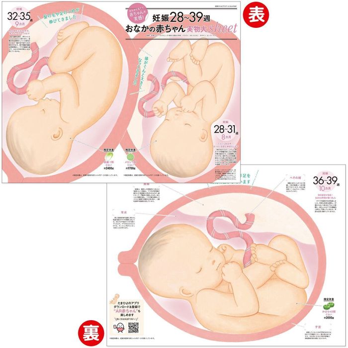 【とじ込み付録】妊娠28~39週おなかの赤ちゃん実物大sheet