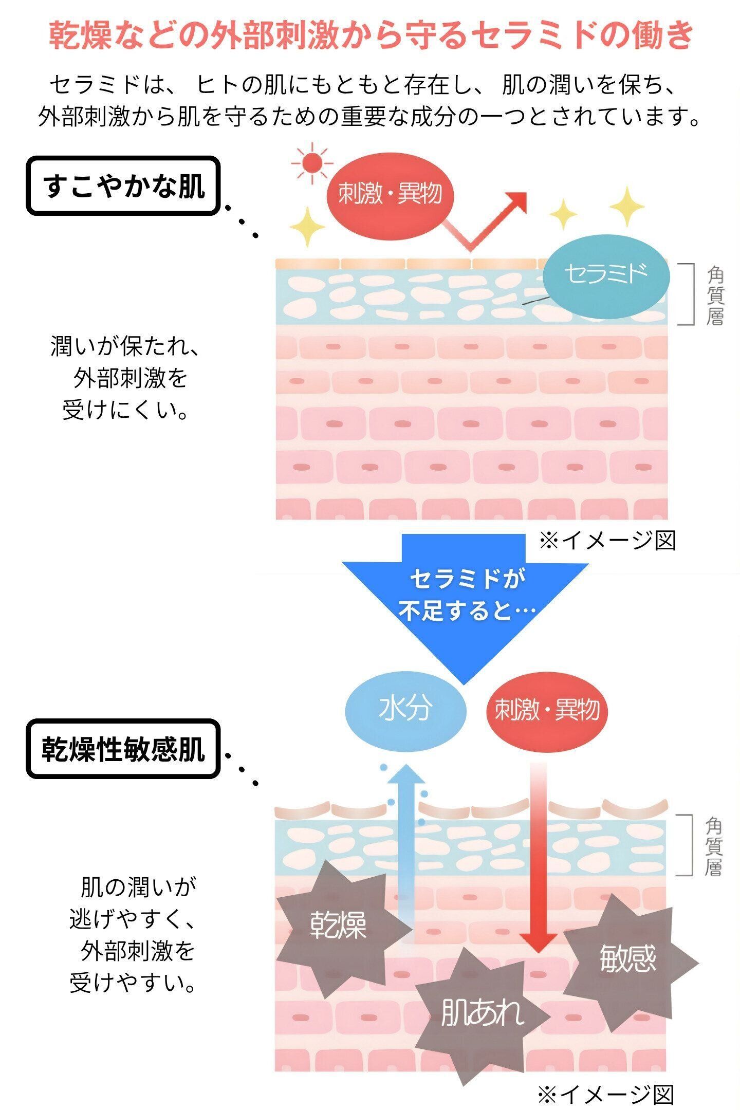 25年以上の研究から“天然セラミド※1”に着目したAK usual（エーケー ユージュアル）