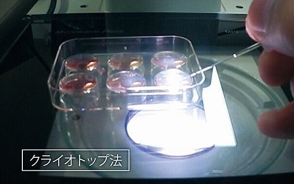 当院開発の「ガラス化凍結法」により、凍結した胚をほぼ全例生存させることが可能に。