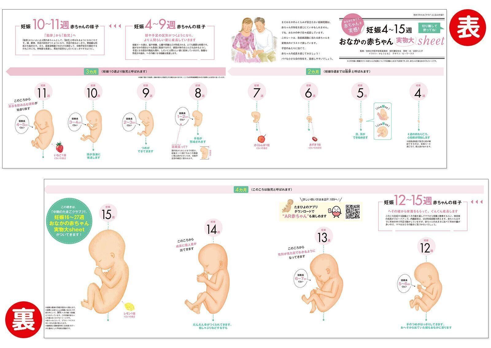 【とじ込み付録】妊娠4～15週 おなかの赤ちゃん 実物大シート