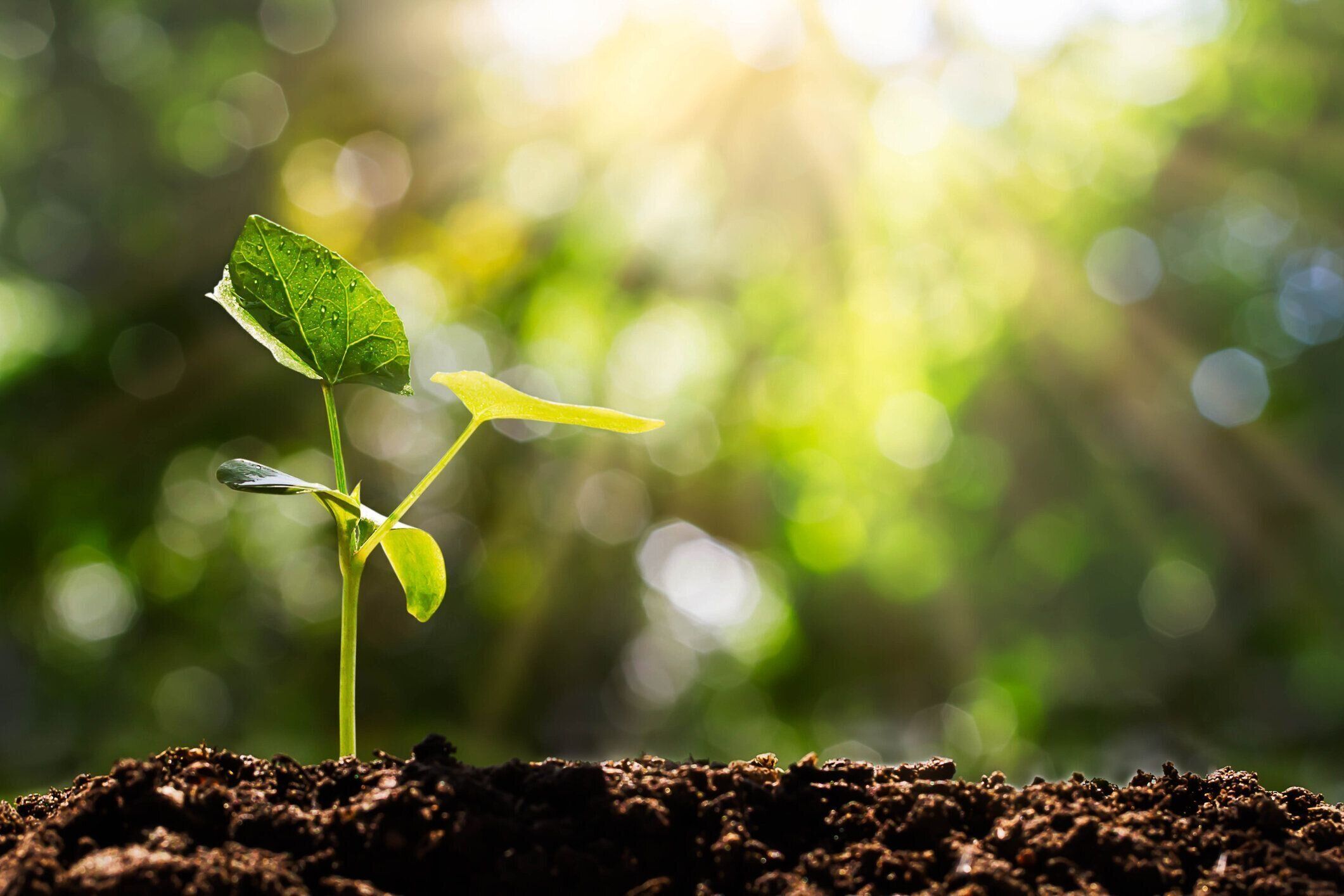 医師監修 赤ちゃん 新生児の病気 産瘤の症状とケア たまひよ
