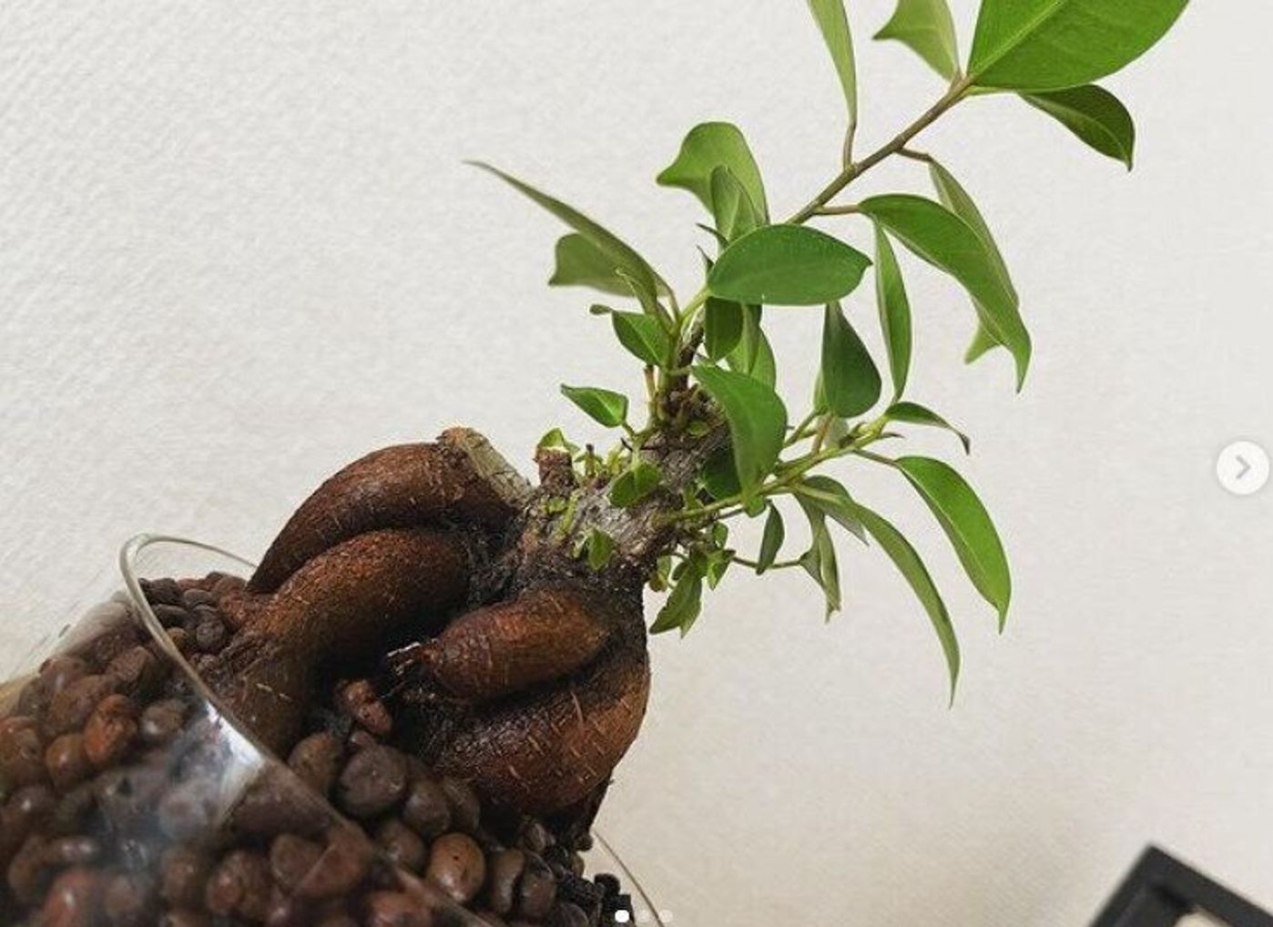 話題 ダイソーのオシャレな植物 グリーンで生活に癒しを たまひよ 話題 ダイソーのオシャレな植物 グリーンで生活に癒しを たまひよ