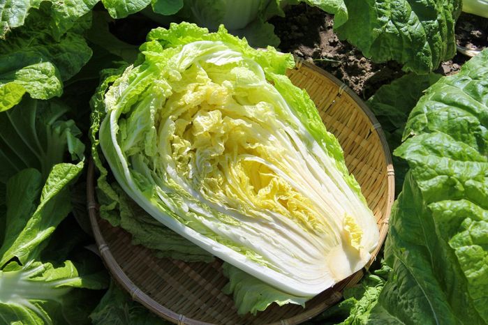 新鮮な白菜