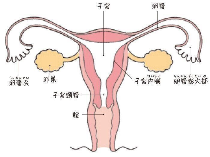 女性の体　女性性器（正面）