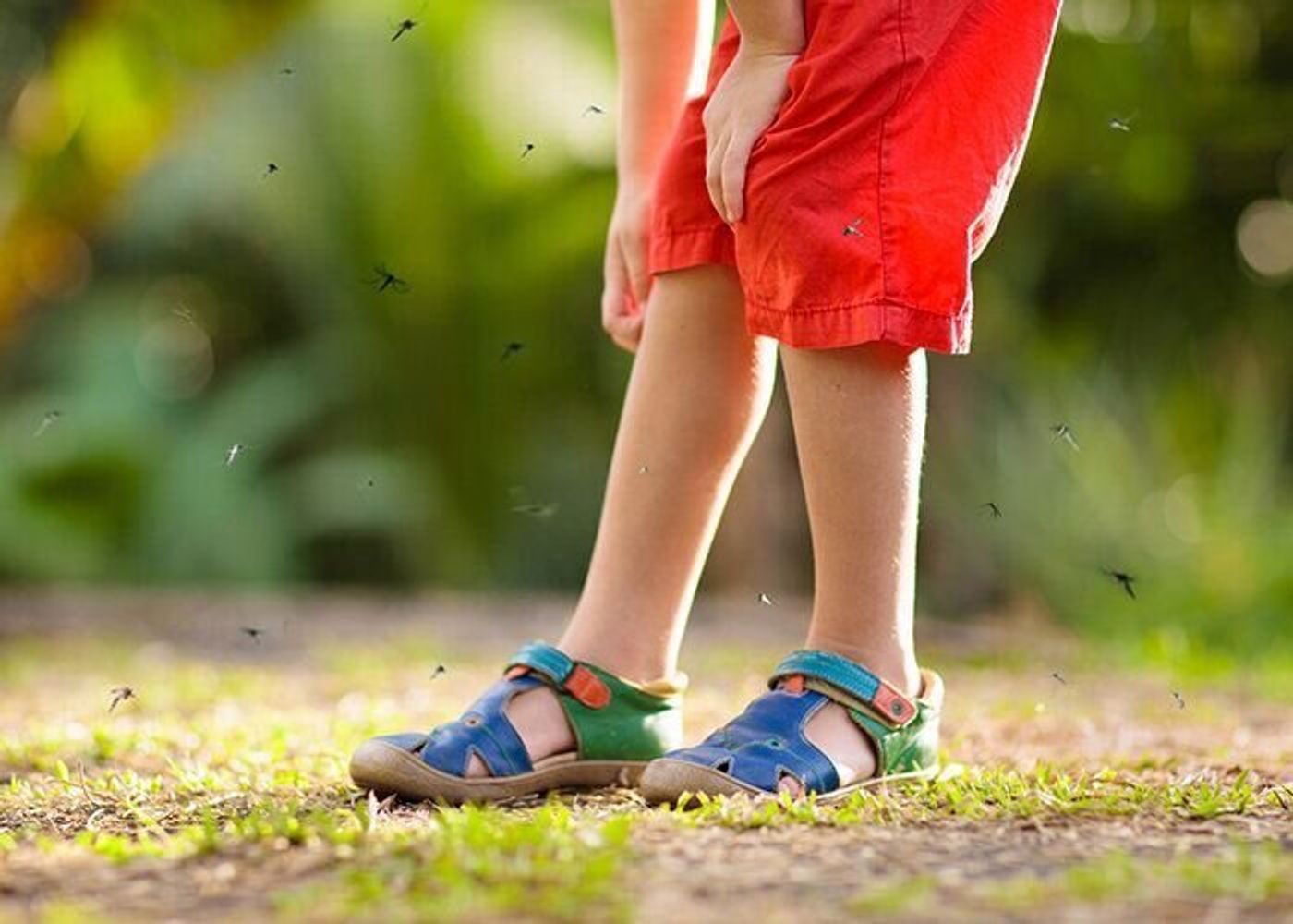 ただの虫刺されではすまないことも 重症化 長期化することもある子どもの皮膚トラブルに注意 たまひよ ただの虫刺されではすまないことも 重症化 長期化することもある子どもの皮膚トラブルに注意 たまひよ