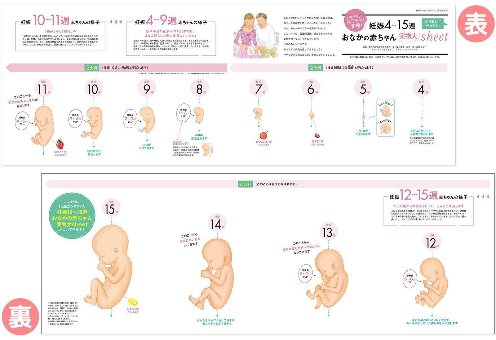 【とじ込み付録】妊娠4～15週 おなかの赤ちゃん 実物大シート