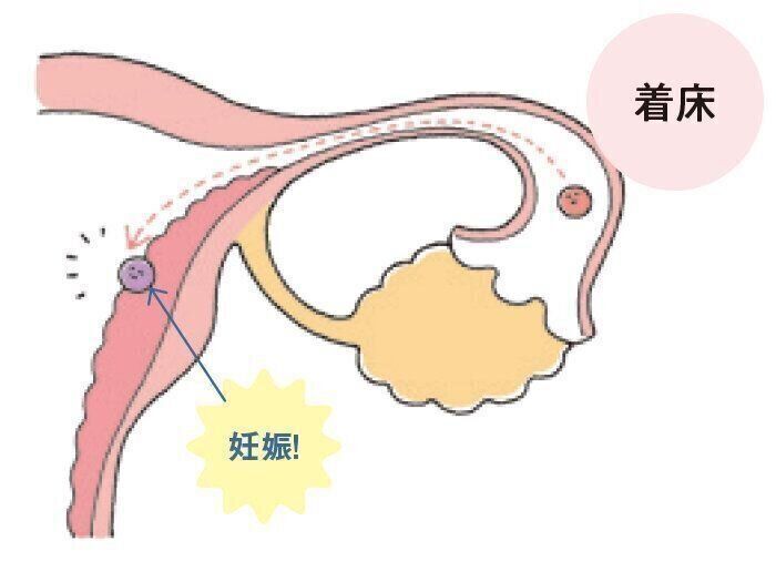 妊娠のステップ４：着床のしくみ