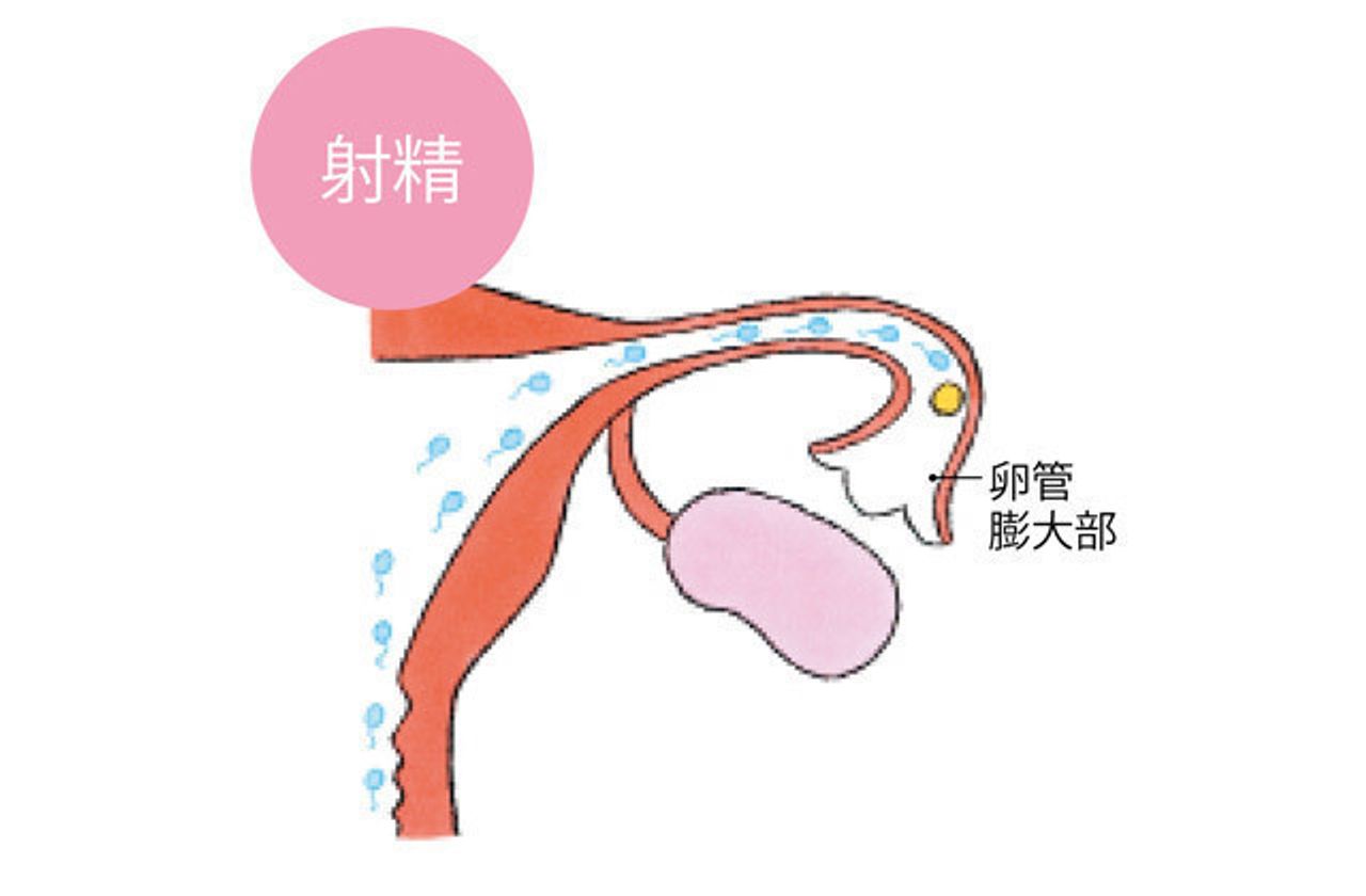 排卵から着床までのメカニズムを知っておいて たまひよの妊活 排卵から着床までのメカニズムを知っておいて たまひよの妊活