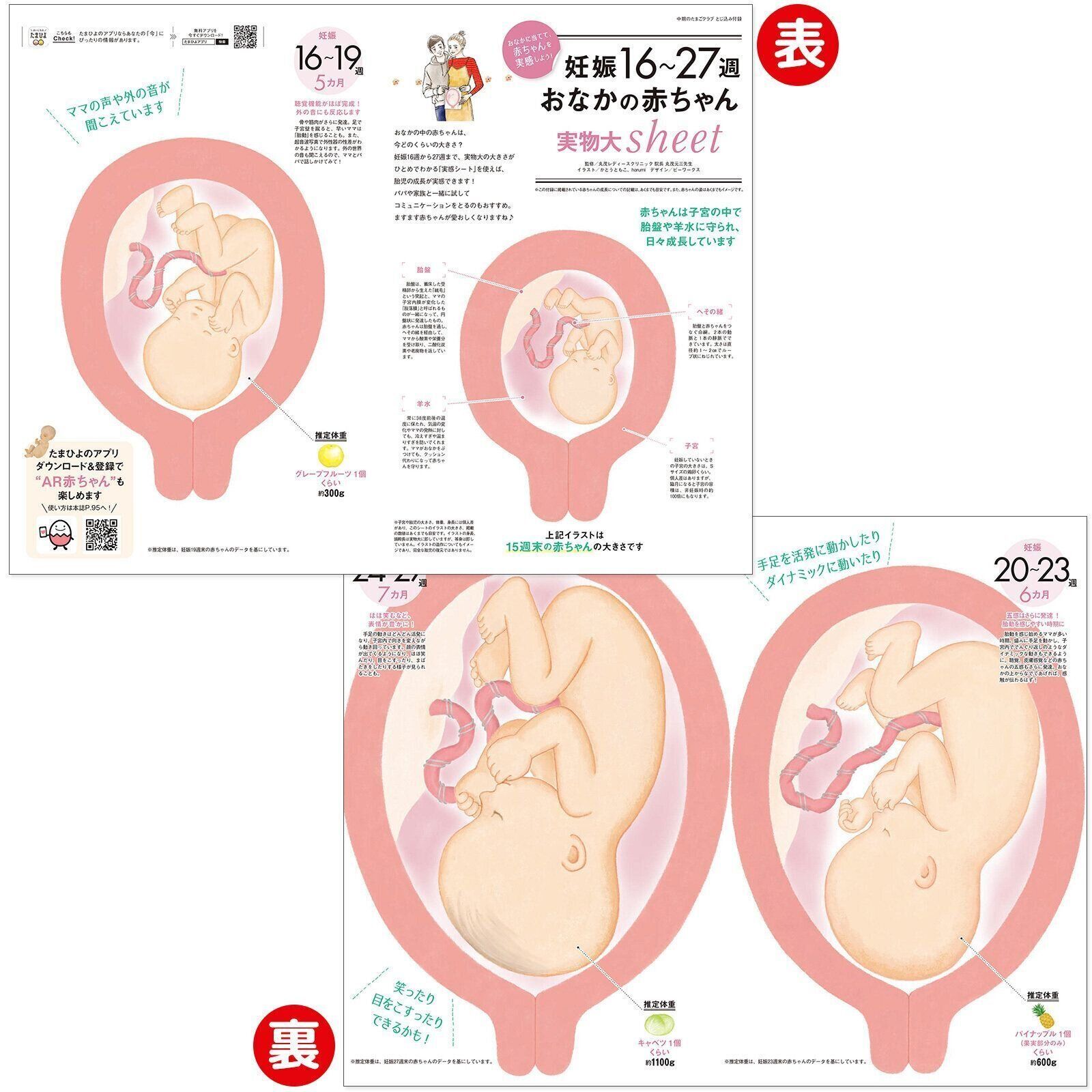 【とじ込み付録】妊娠16～27週 おなかの赤ちゃん実物大sheet