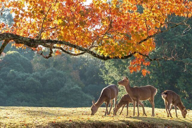 あるある?思い込み? 転勤妻が【奈良・福岡・愛知】の県民性を検証!