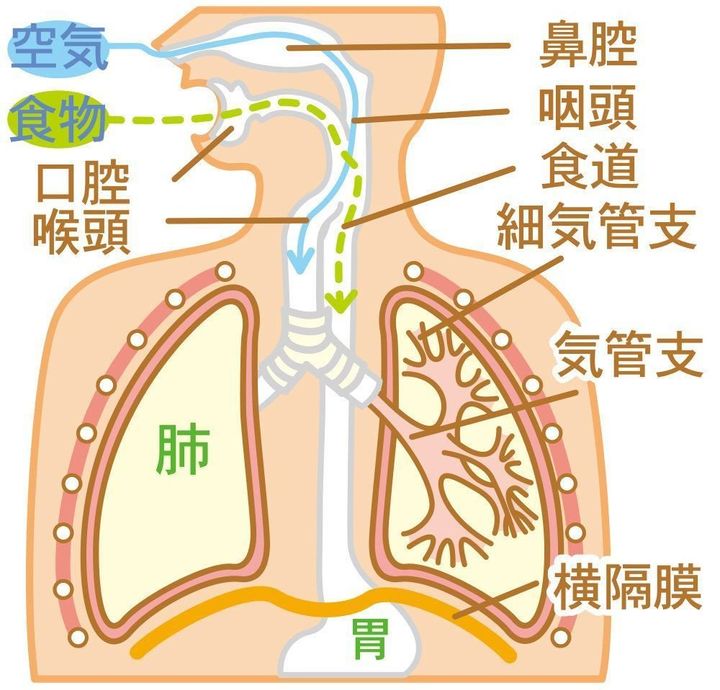 赤ちゃん のど 気管支 肺の病気 風邪症候群の症状とケア 医師監修 たまひよ 赤ちゃん のど 気管支 肺の病気 風邪症候群の症状とケア 医師監修 たまひよ